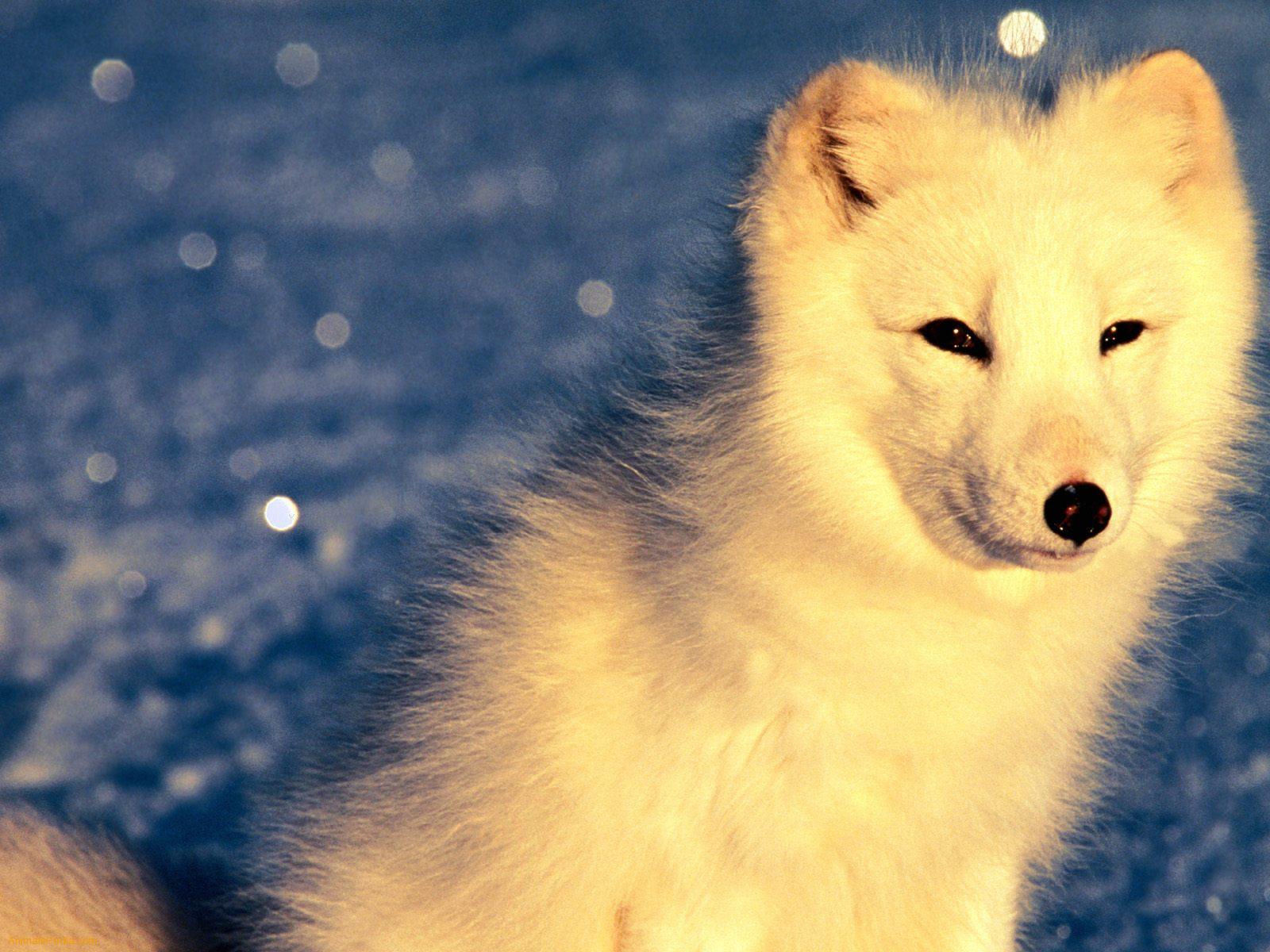 Animals For > Arctic Foxes Wallpaper