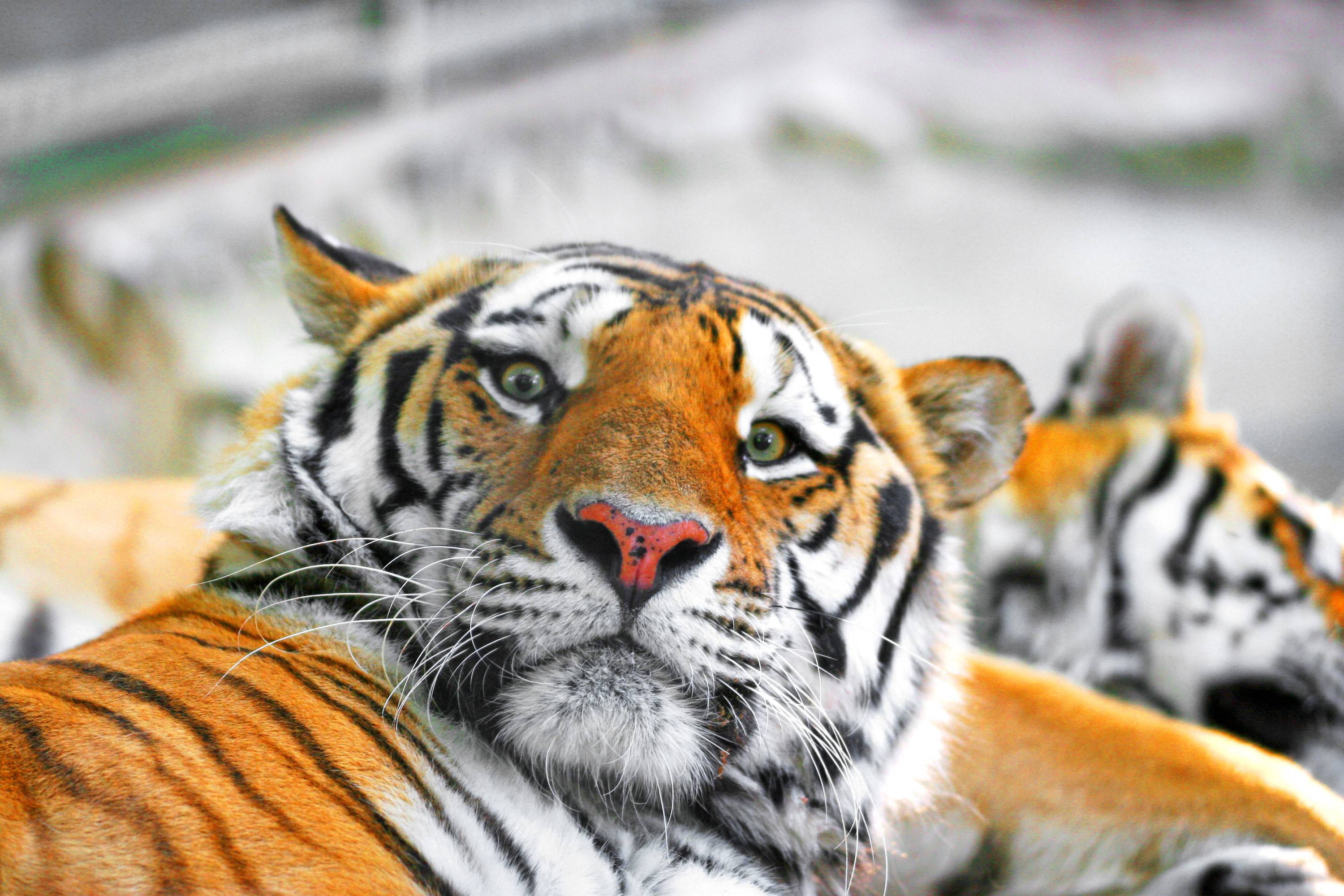 Siberian Tiger Wallpaper 7 Lovers Wallpaper