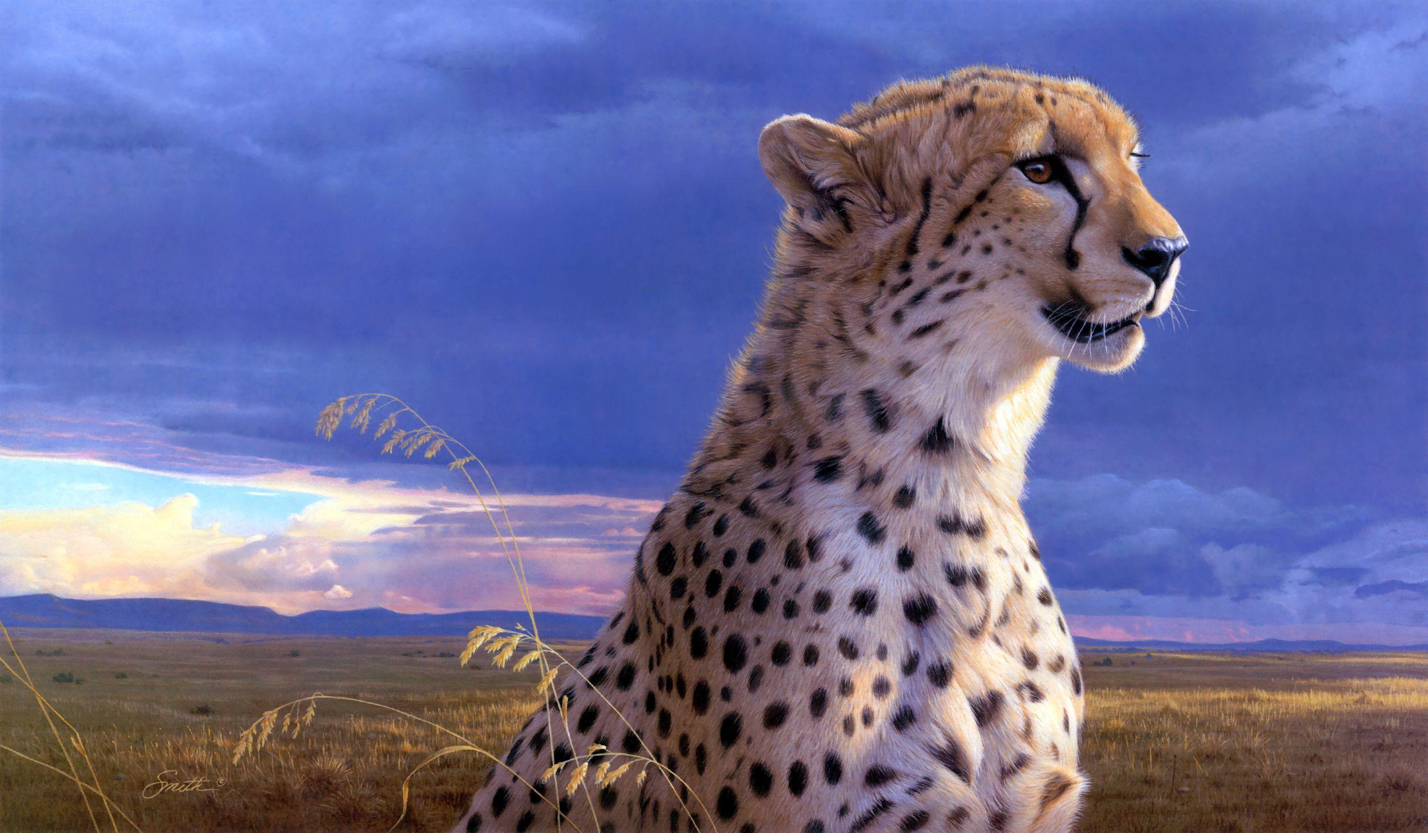 Cheetah Wallpaper. Sky HD Wallpaper