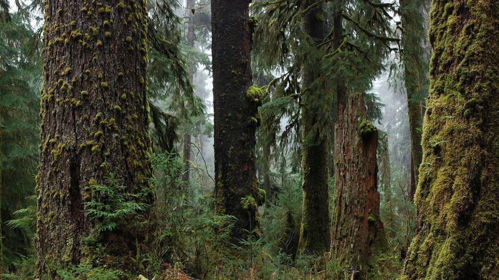 Olympic National Park: One of the wildest places left in the USA