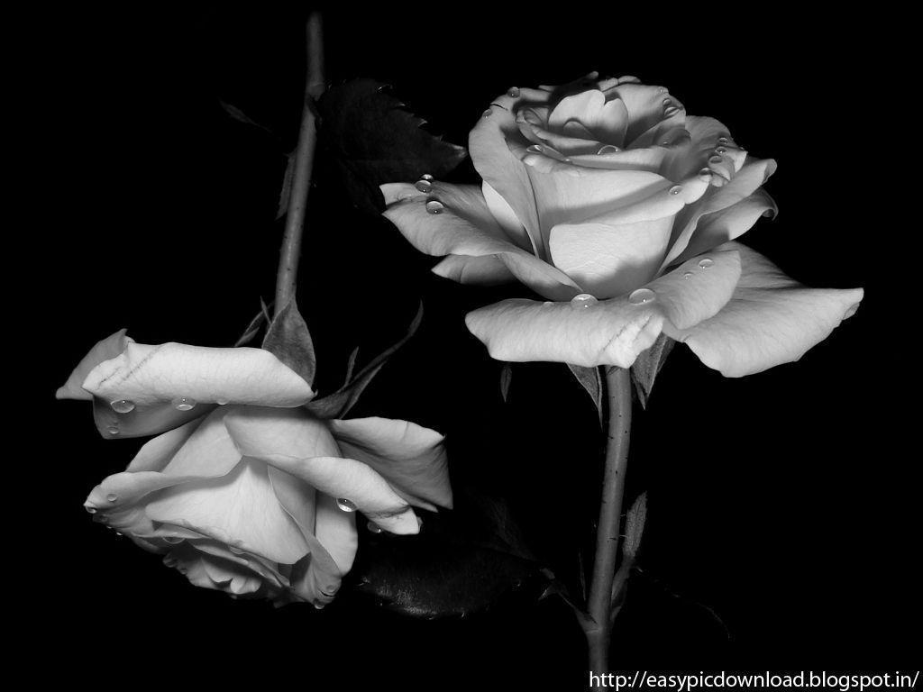 Black And White Rose Wallpaper Pic Download
