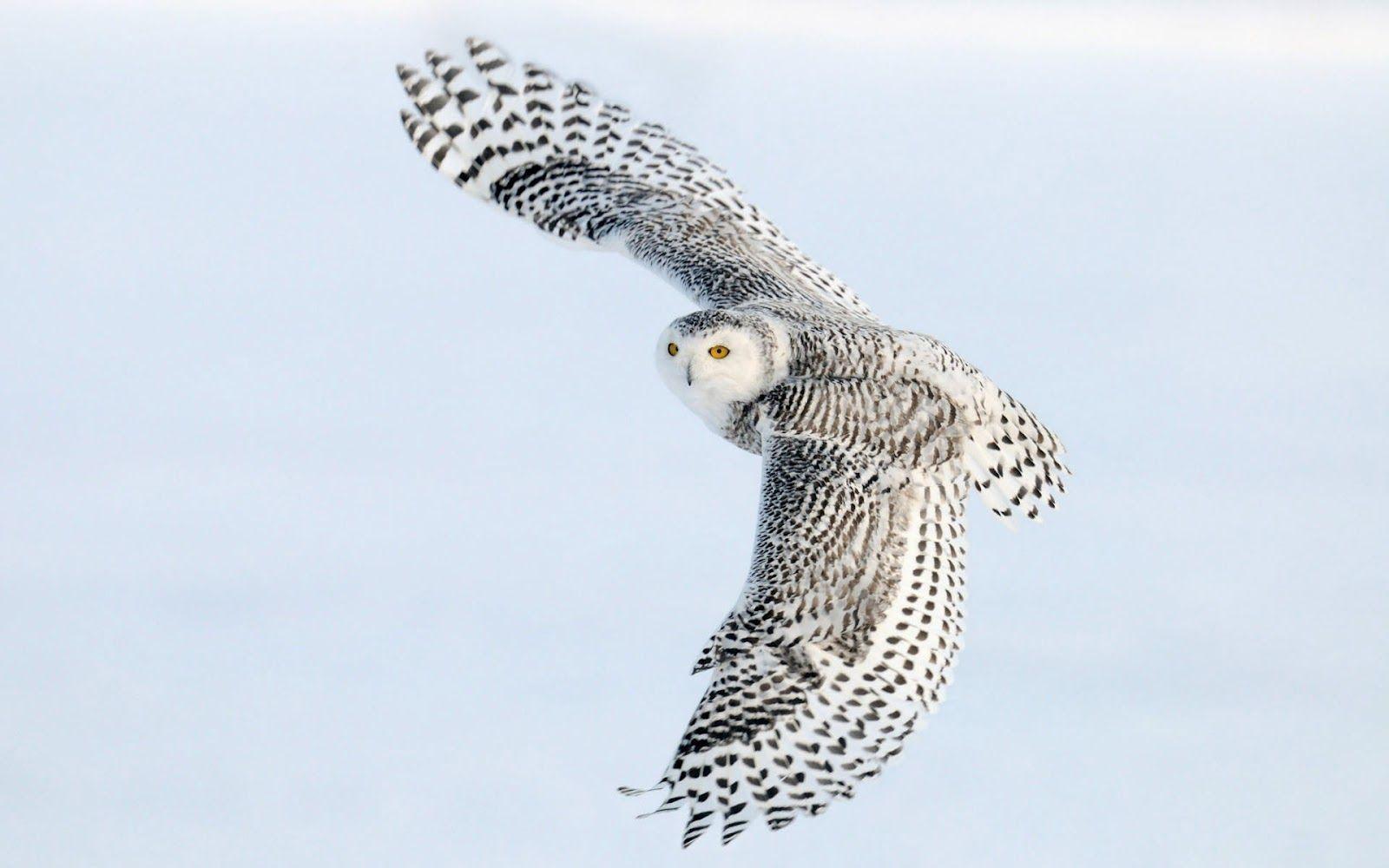 Wallpaper of a flying white owl. HD Animals Wallpaper