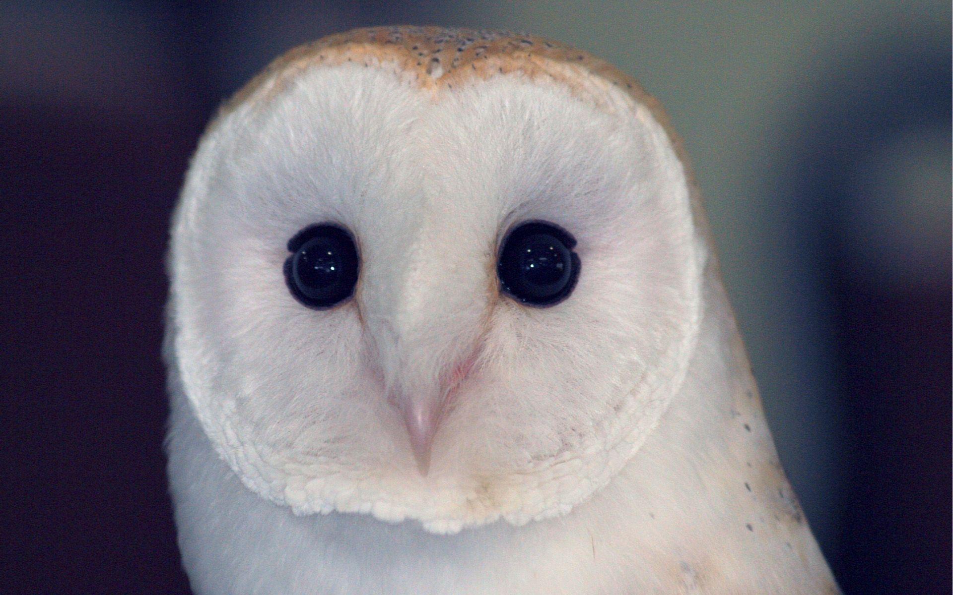 Animals For > Cute White Owl Wallpaper