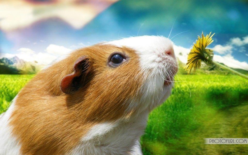 Funny Hamster Laptops Wallpapers