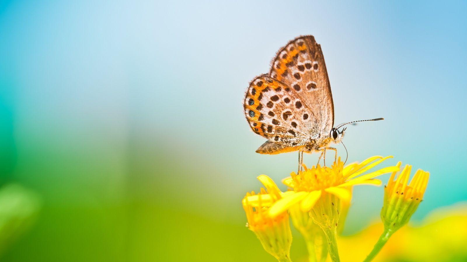 1600x900 Butterfly on yellow flower Wallpapers