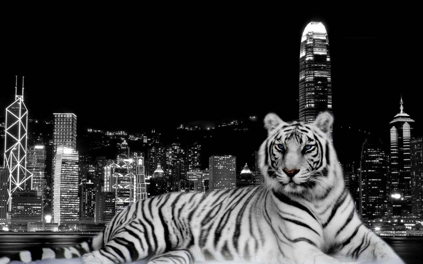 Animals For > White Tigers Wallpapers