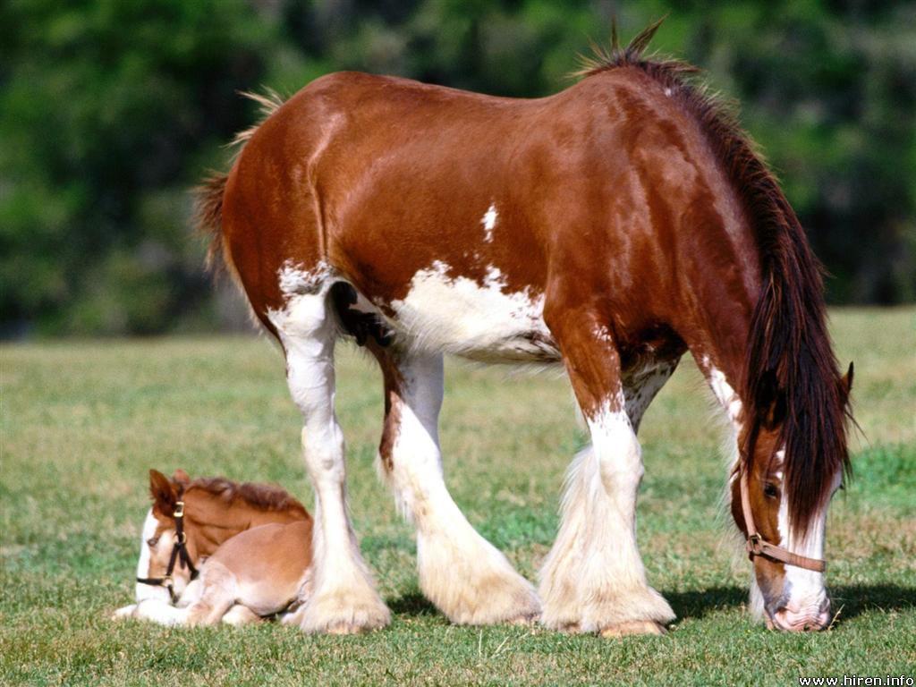 Free wallpaper Clydesdale mare and foal