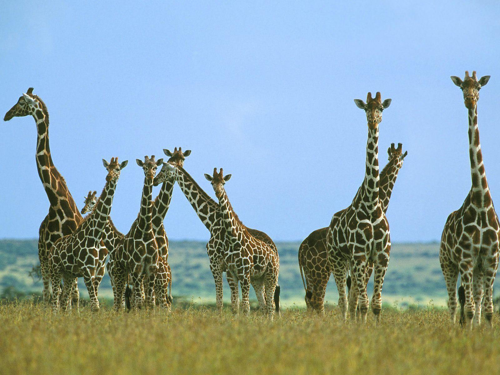giraffe herd giraffe desktop wallpaper free. Giraffes, Herd