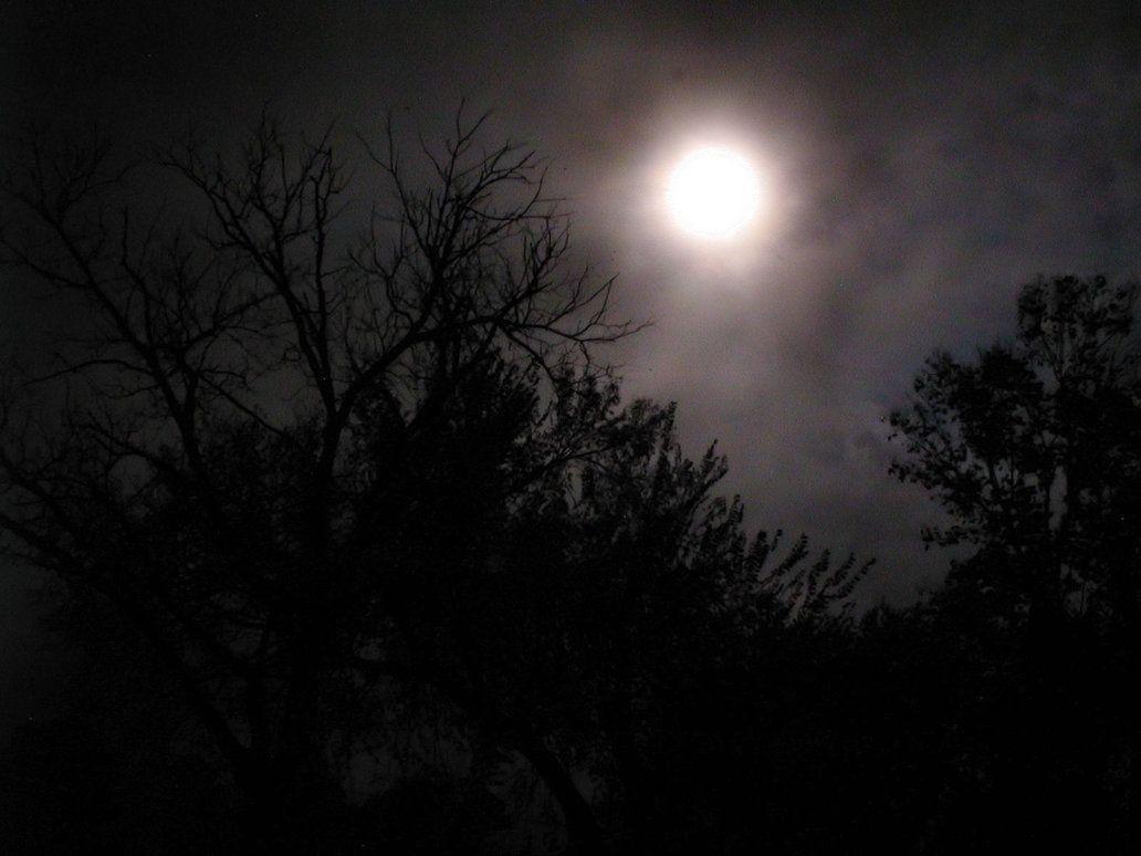 Moonlight Through Trees 4 By DarkMaiden Stock