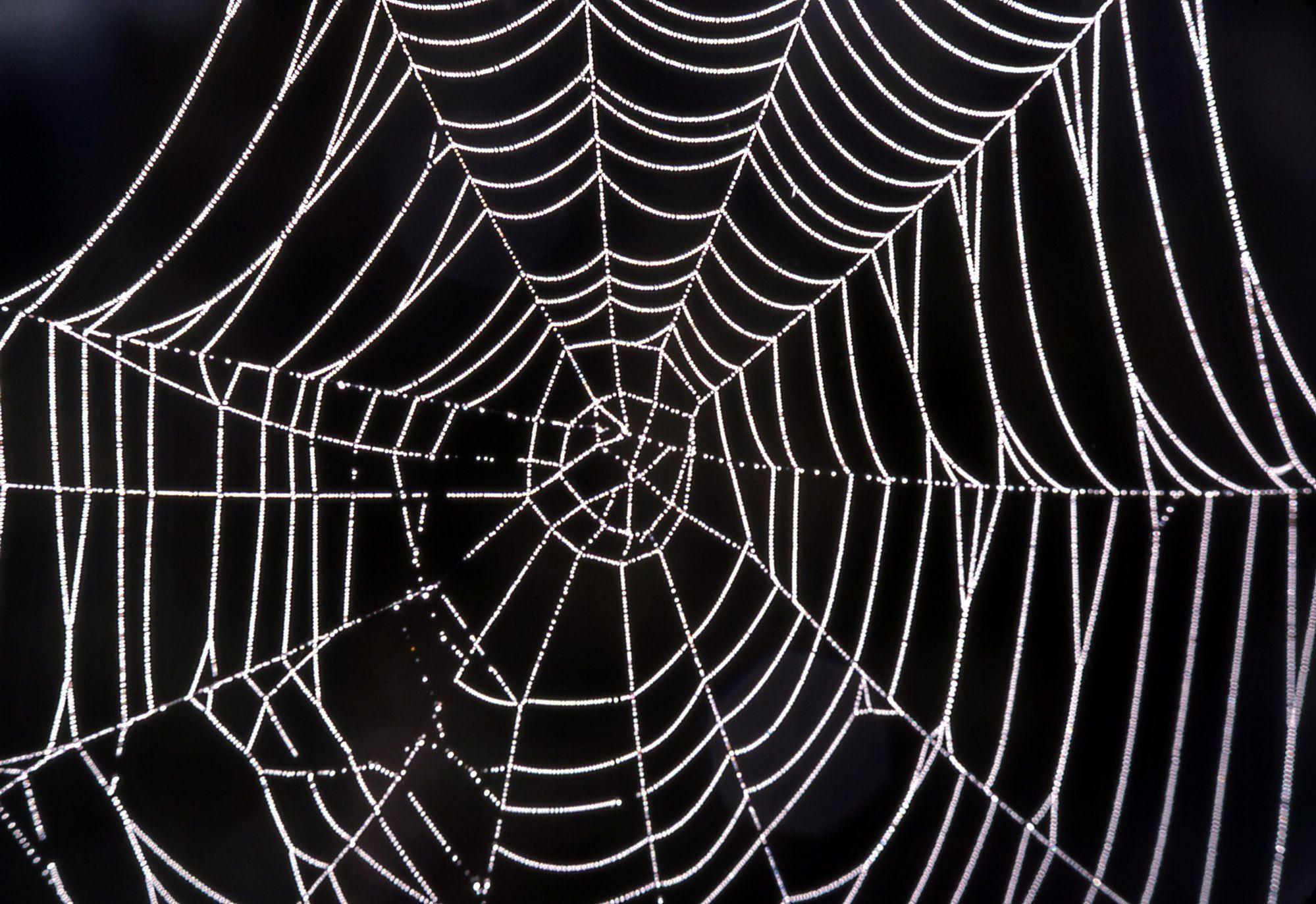 image For > Spider Web Background