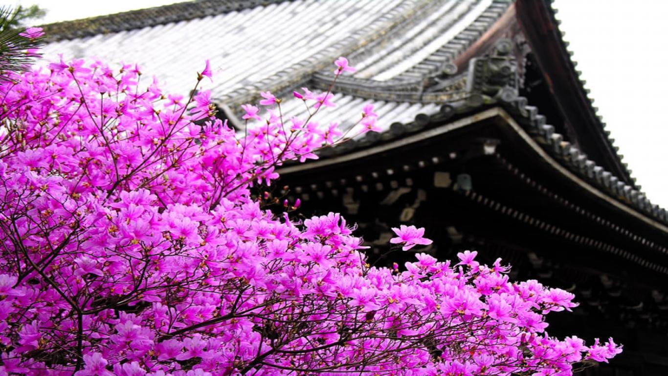 Sakura flower wallpaper HD with blossom tree