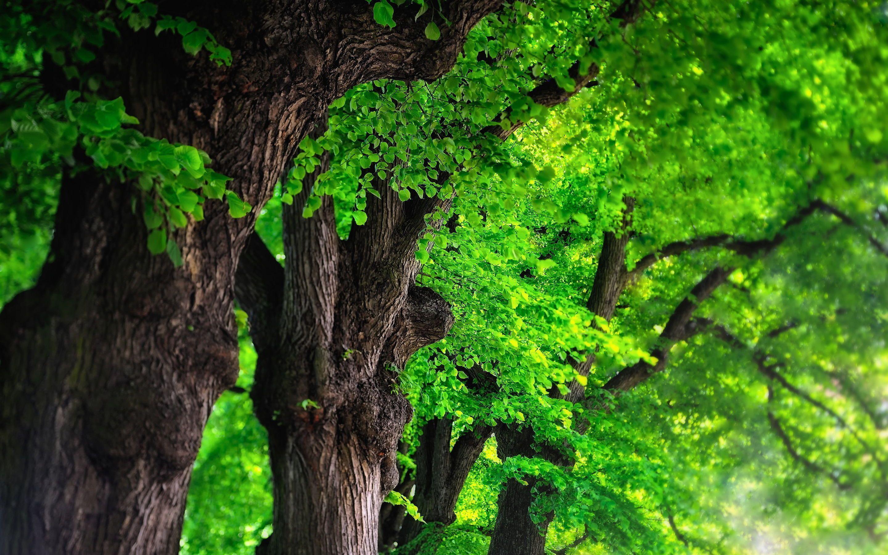 green leafed tree #trees #sunlight #dark #nature #1080P #wallpaper  #hdwallpaper #desktop | Nature desktop wallpaper, Nature desktop, Aesthetic desktop  wallpaper