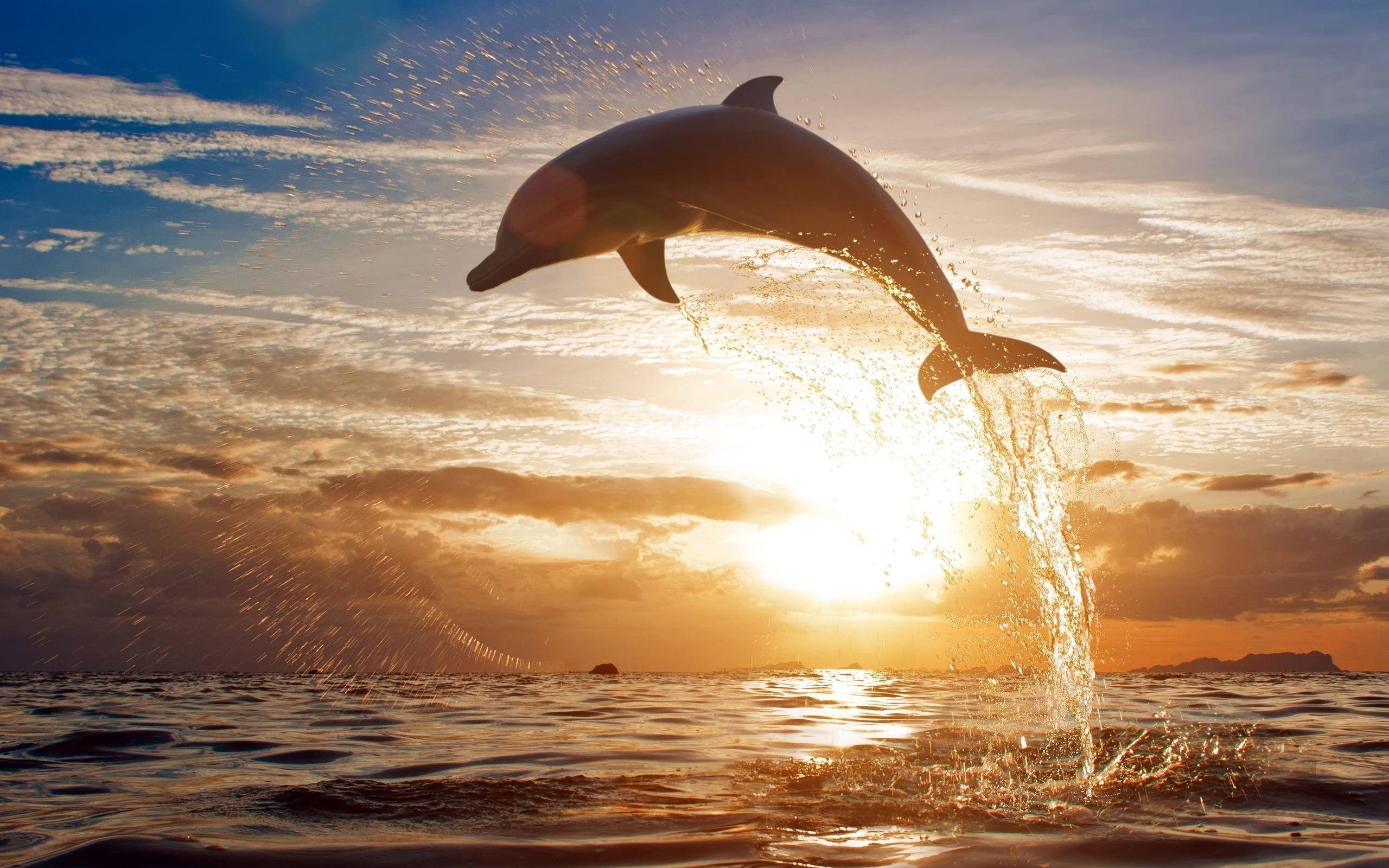 Dolphin Jumping HD Wallpaper Wallpaper Inn