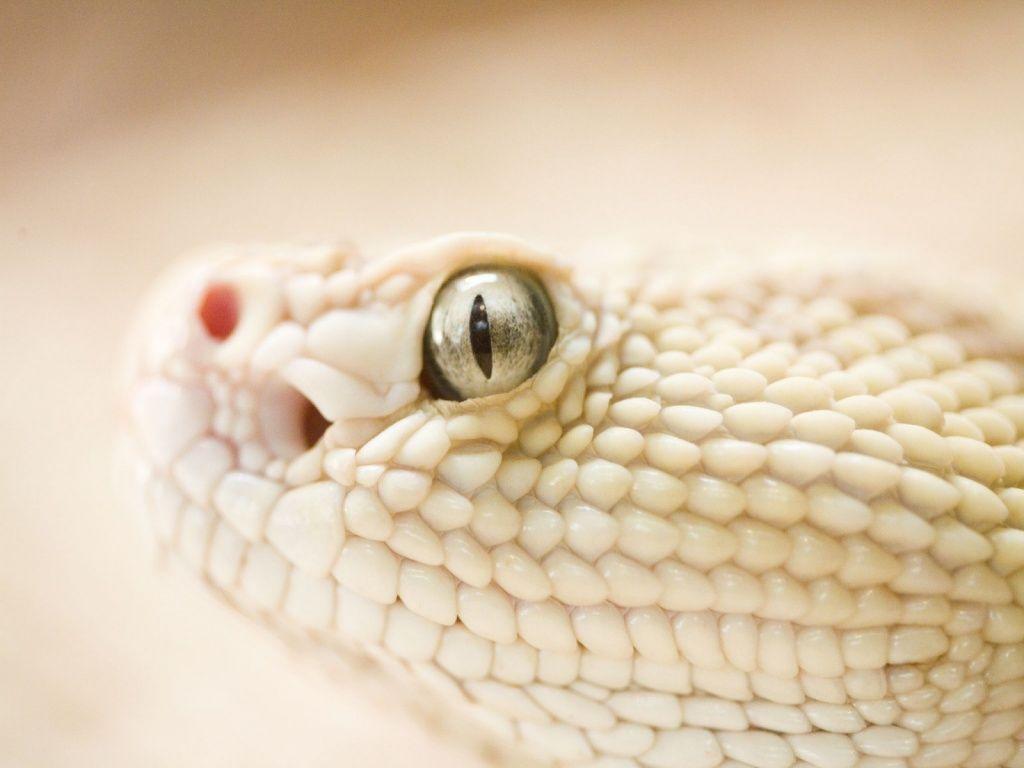 Desktop Wallpaper · Gallery · Animals · Russell Viper snake
