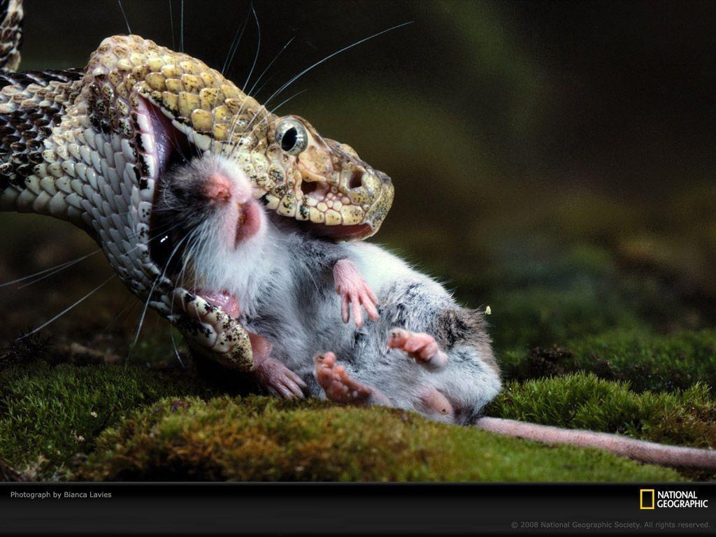 Saratoga Springs, New York, Rattlesnake Eating Mouse, Photo
