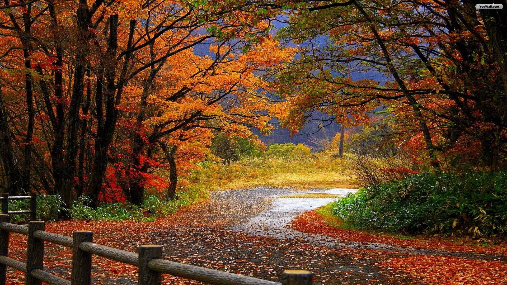 Autumn Scenery Wallpaper desktop picture