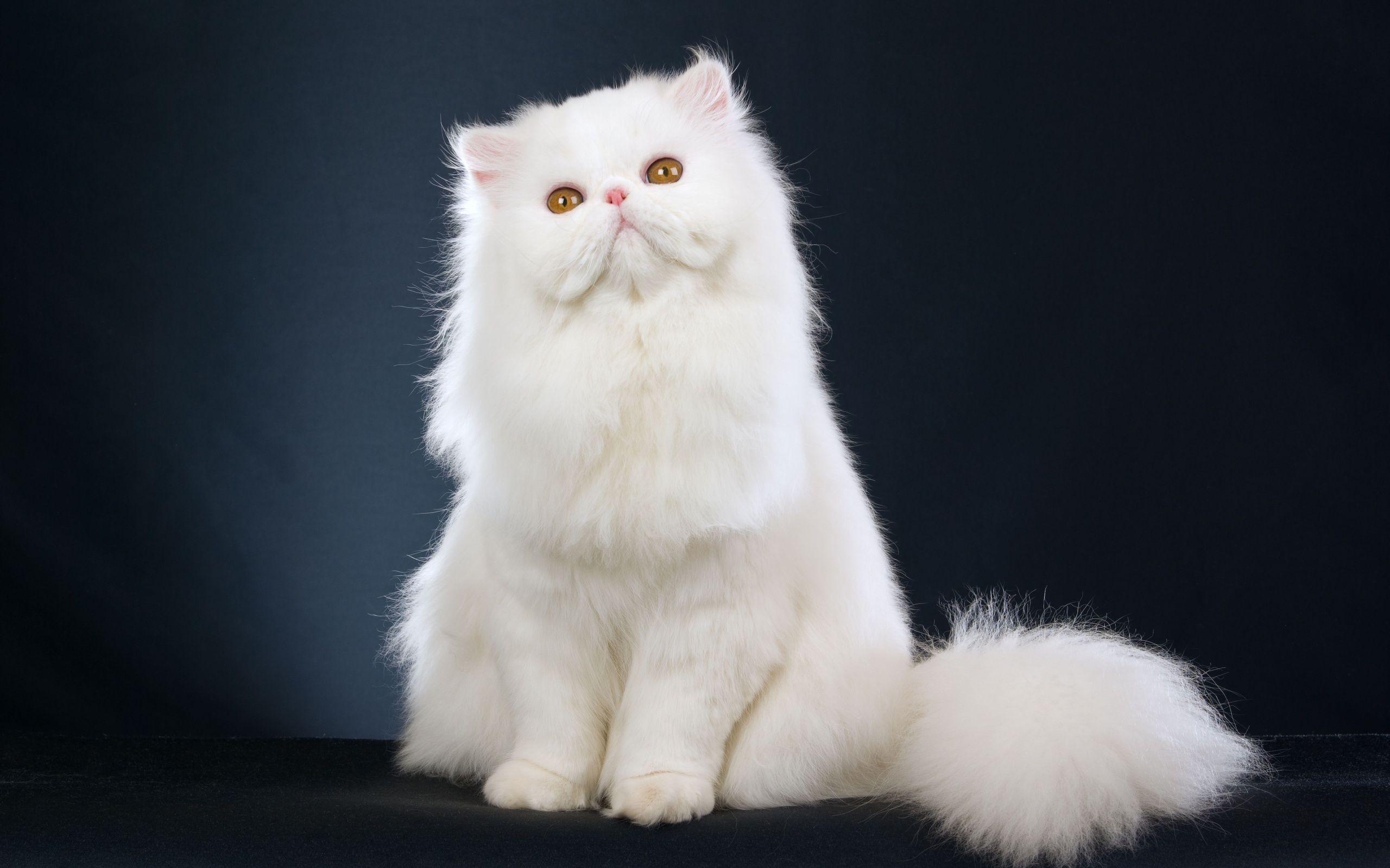 Pure White Cat, HD Resolutions, Wide Resolutions, And Dark