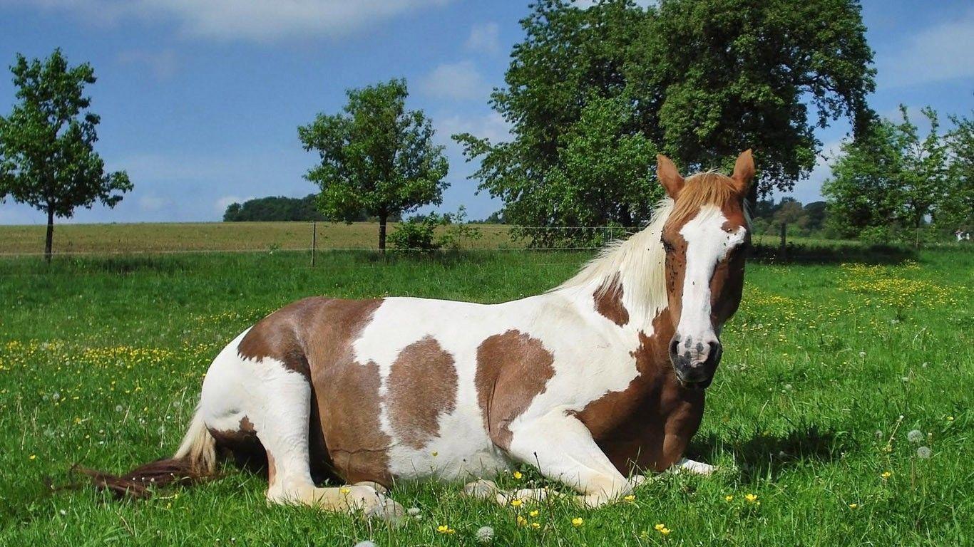 Beautiful Horse HD Wallpaper