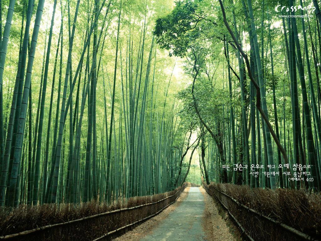 Green bamboo Wallpaper Wallpaper 26425