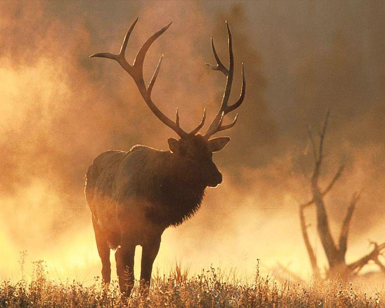 Pix For > Elk Wallpaper