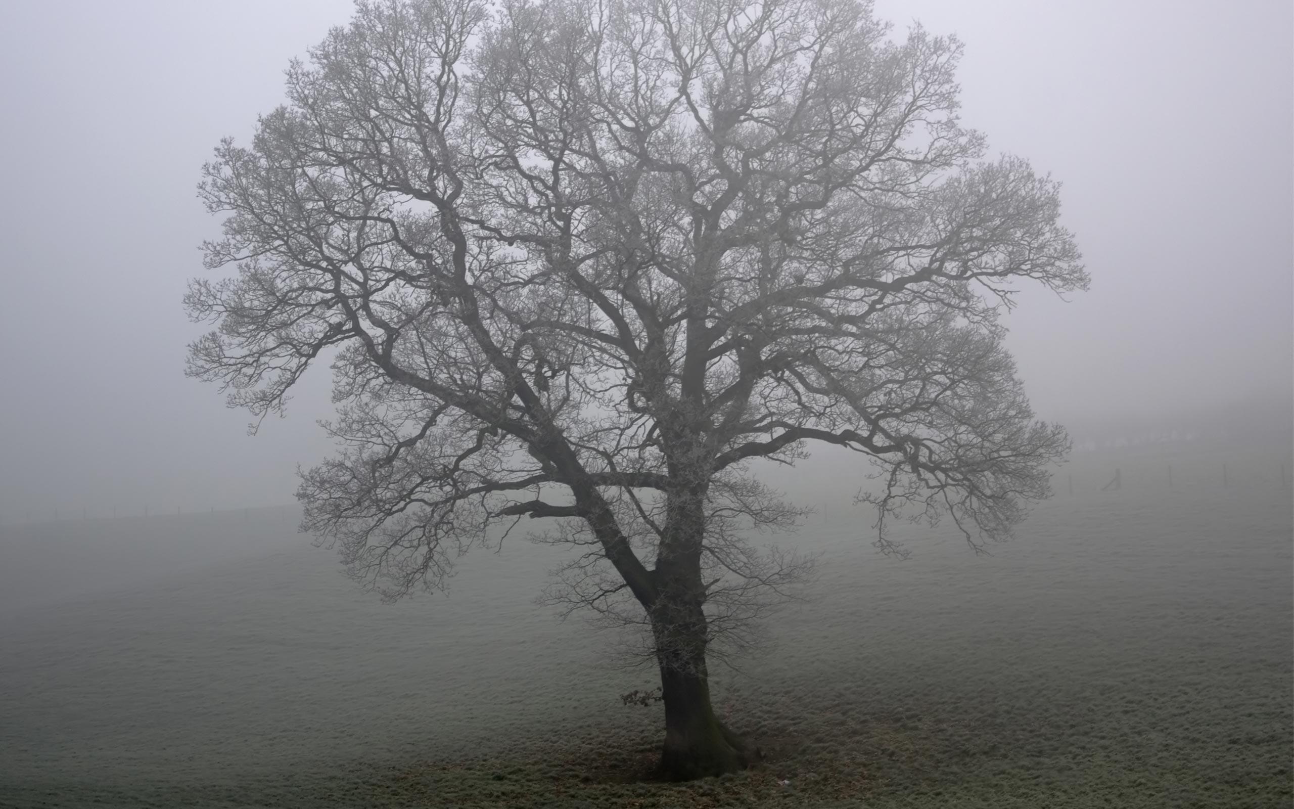 Desktop Wallpaper · Gallery · Nature · Misty lonely tree. Free