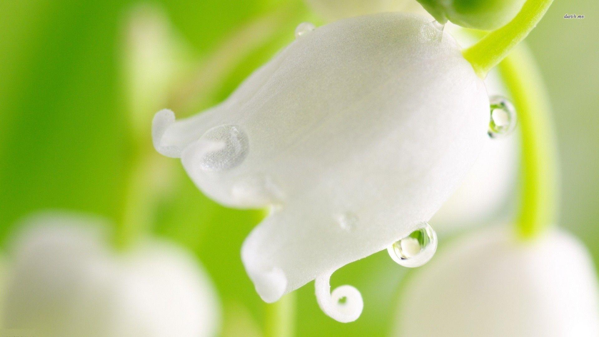 Water drops on lily of the valley wallpaper wallpaper - #