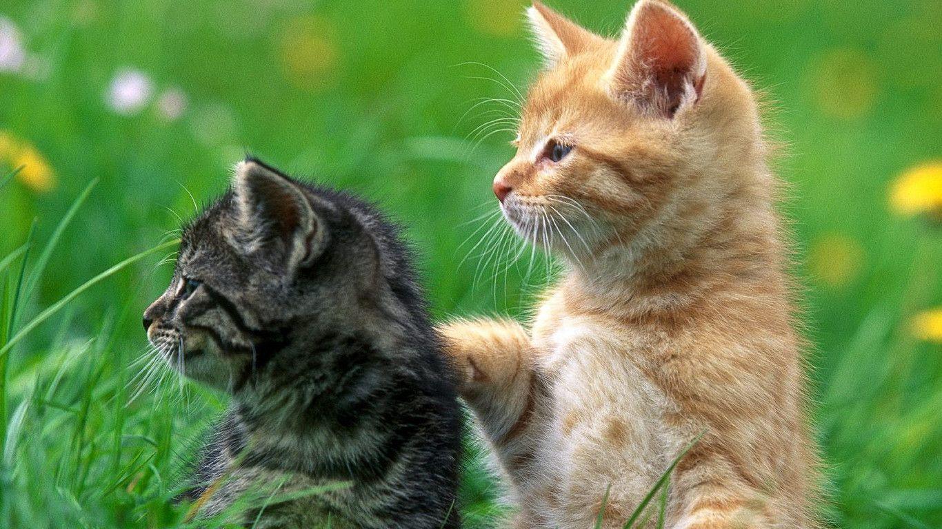 cat desktop background 36. free 3D wallpaper