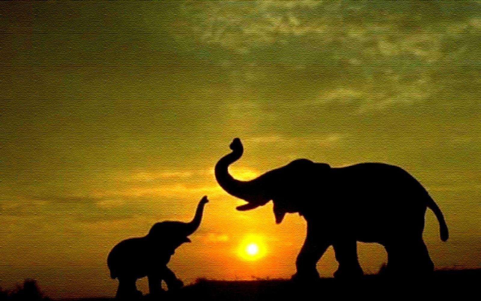 Elephant Wallpaper