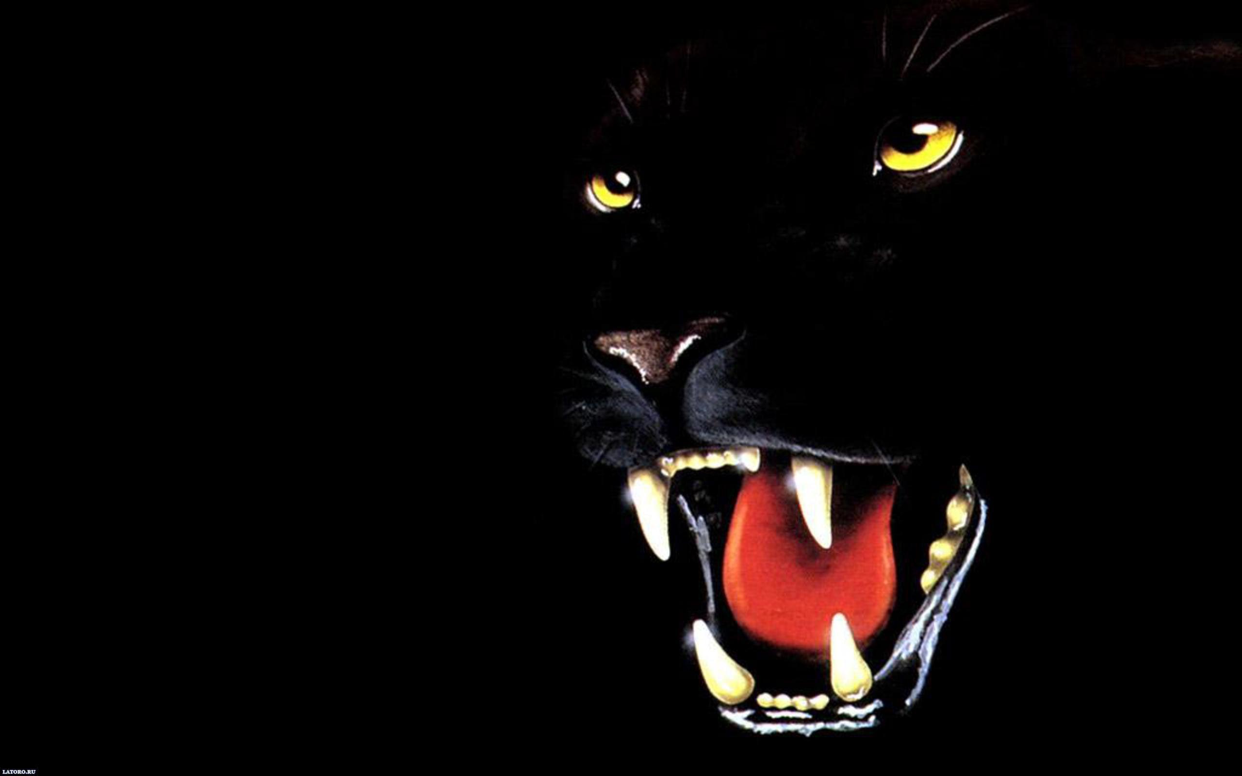 Pix For > Panther Wallpaper