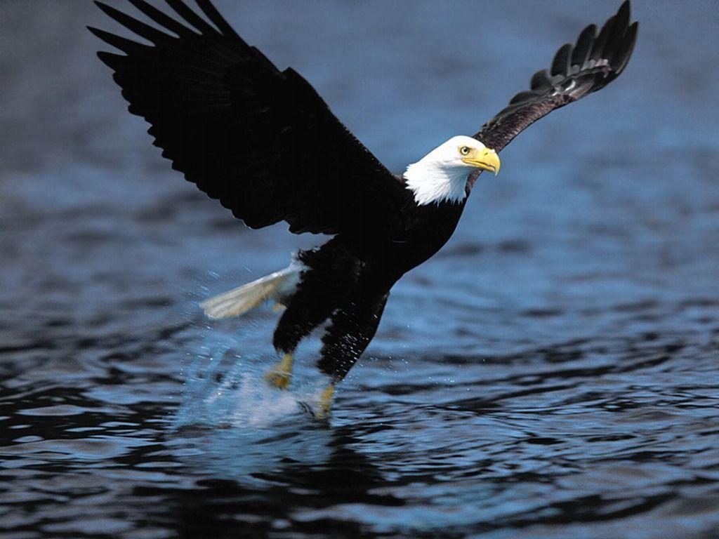 Top Bald Eagle HD Wallpaper Wallpaper Inn