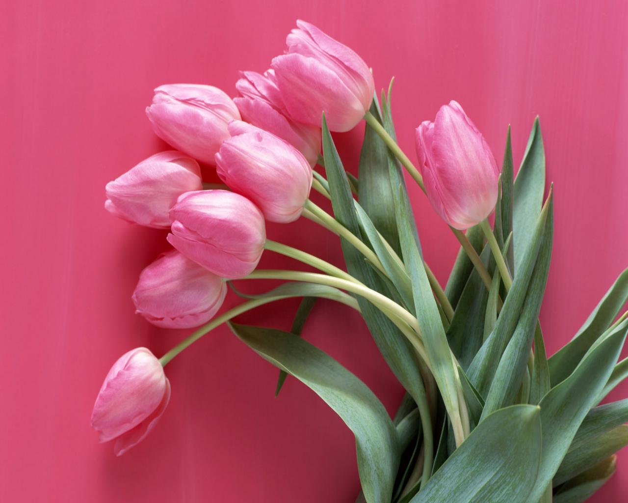Pink Tulips Wallpaper Desktop