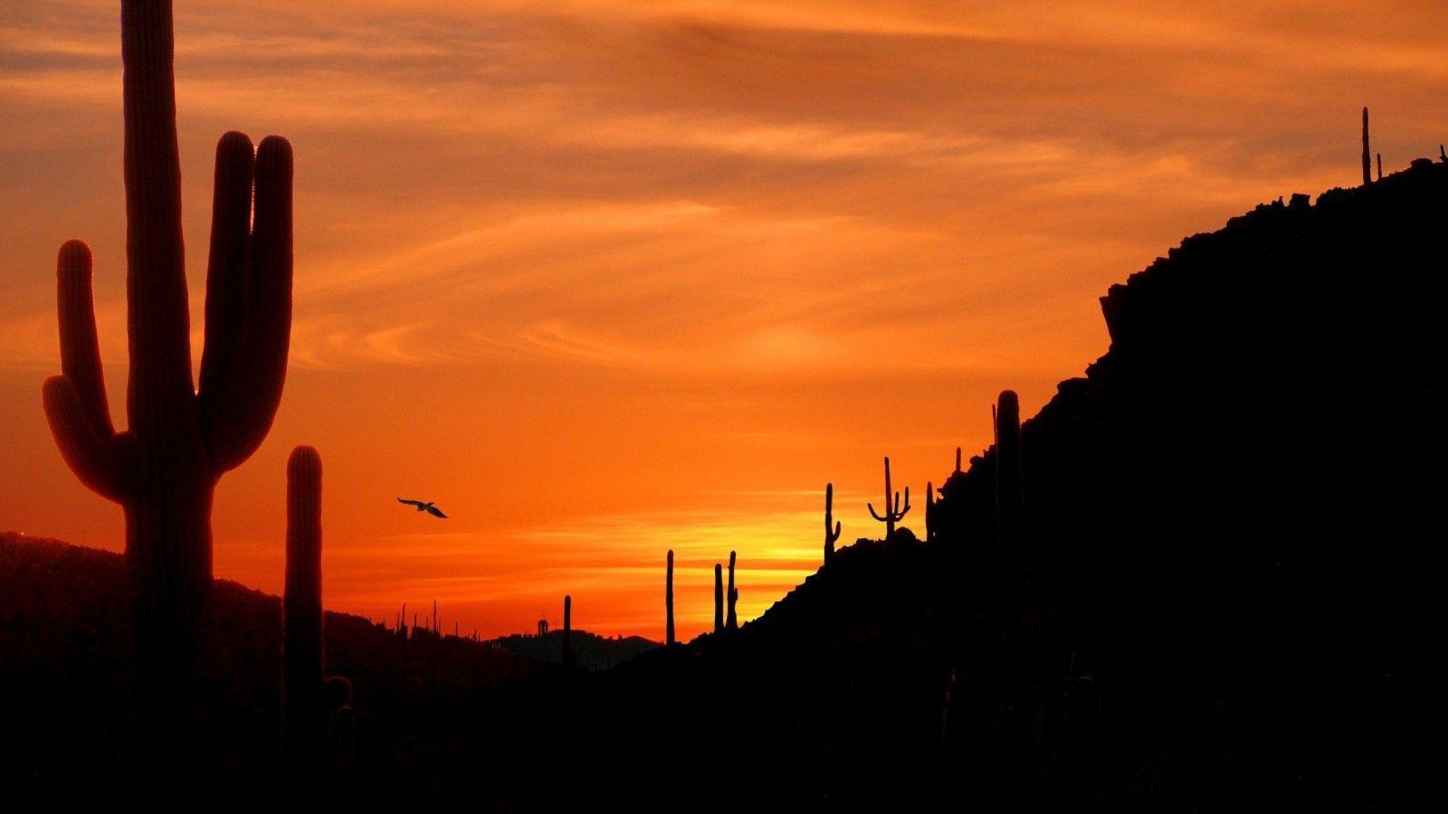 Desert Sunset Picture. High Definition Wallpaper, High