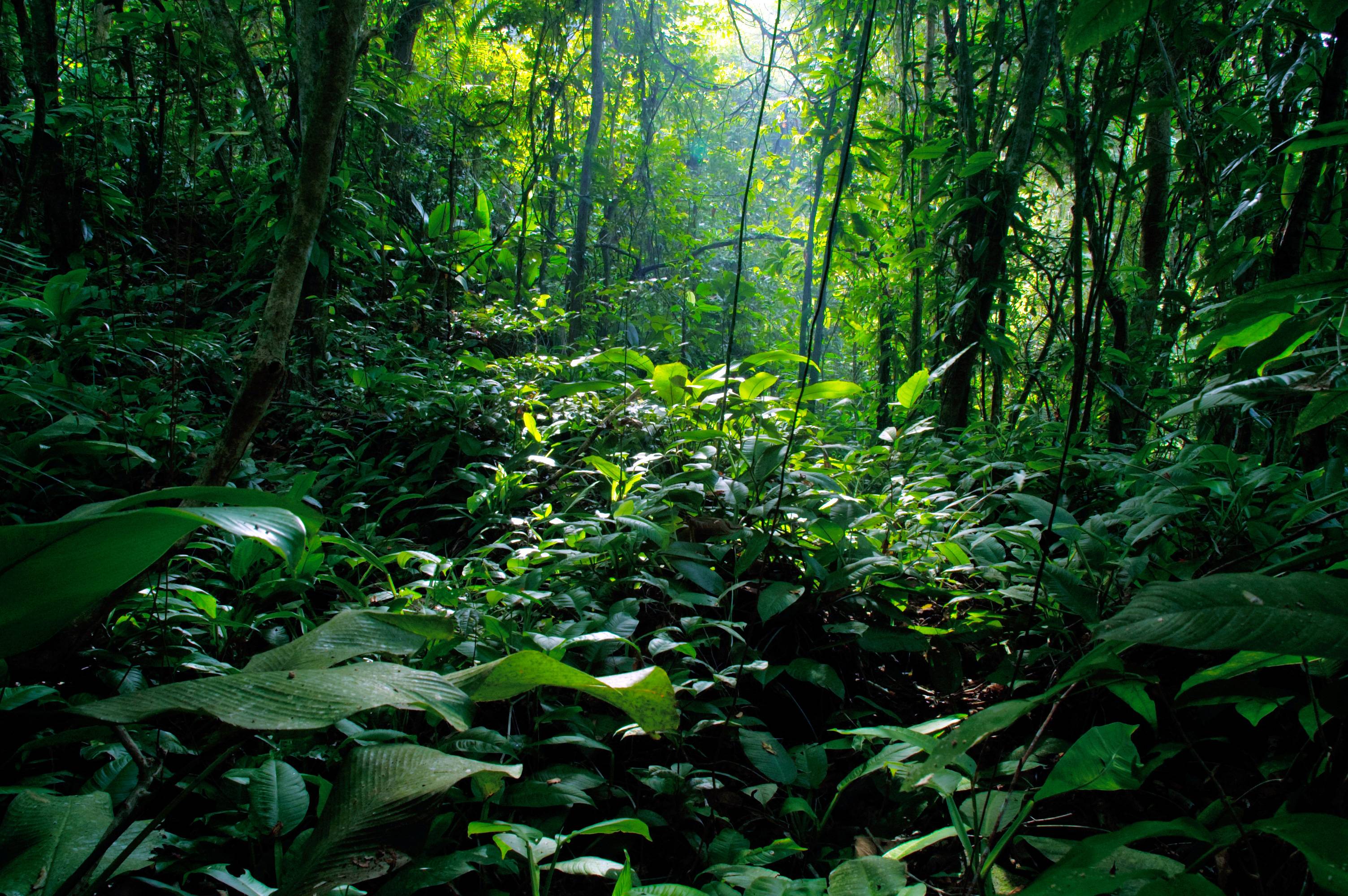 Rainforest Background Printable