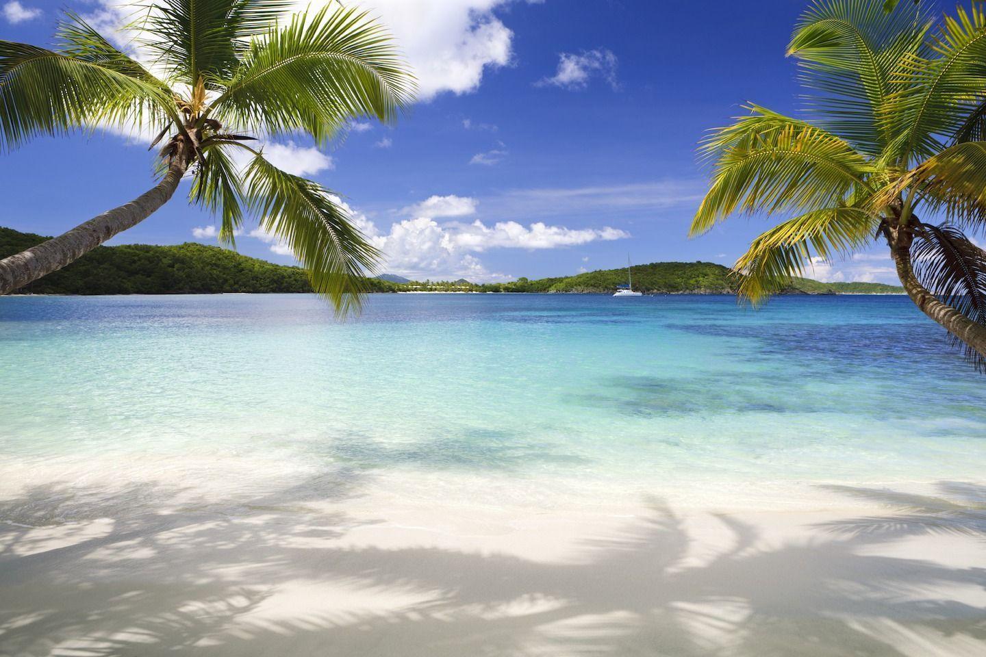 image For > Tropical Background