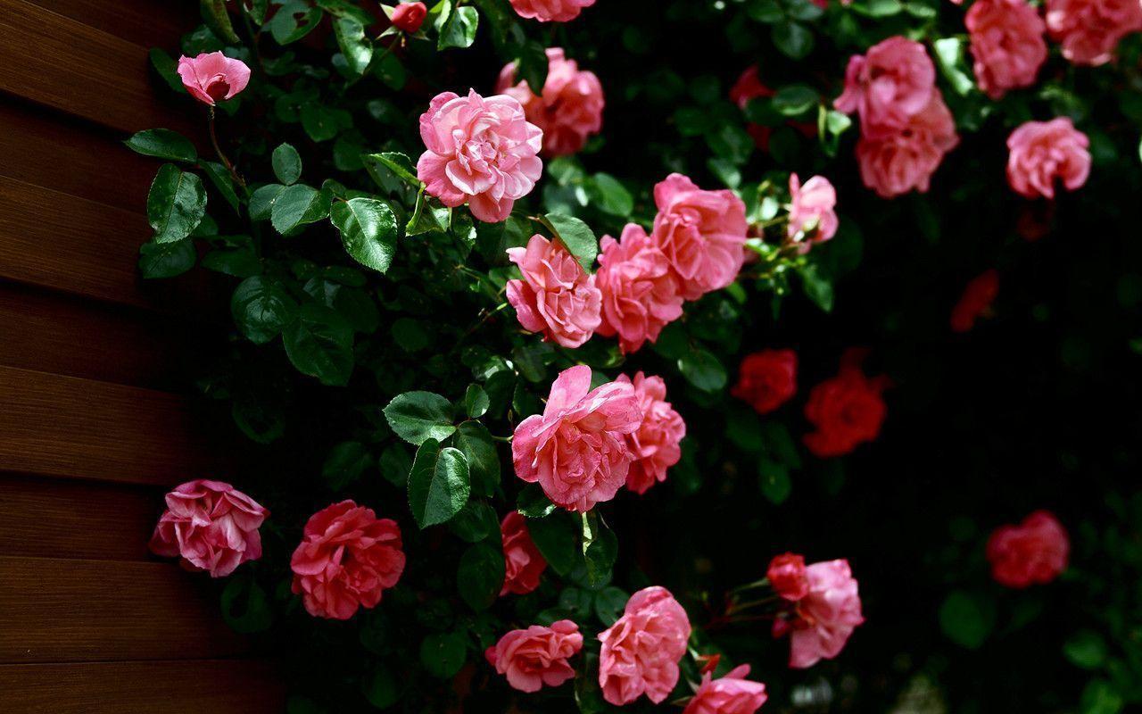 Rose Flower Wallpaper For Mobile Phone Wallpaper. Green HD Wallpaper