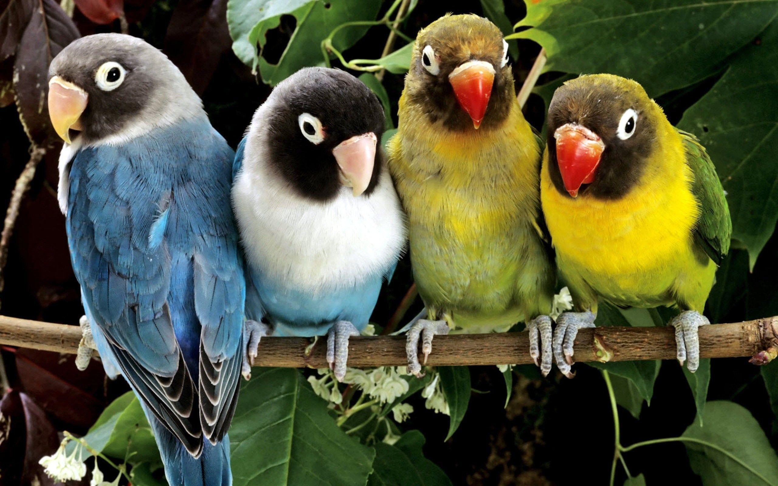 Surprising Animal Wallpaper HD Deskx1600PX Animal