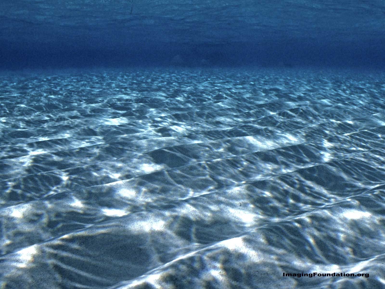 Wallpapers For > Twitter Underwater Backgrounds