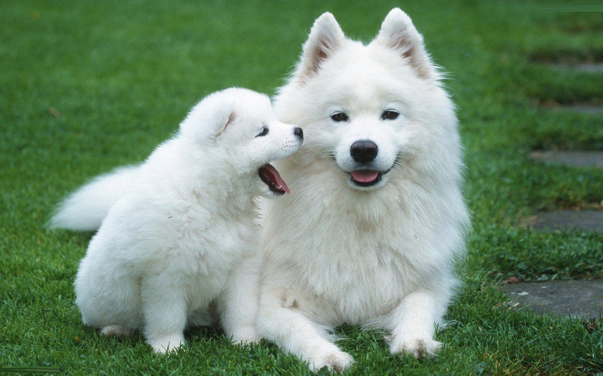 beautiful white dogs wallpaper