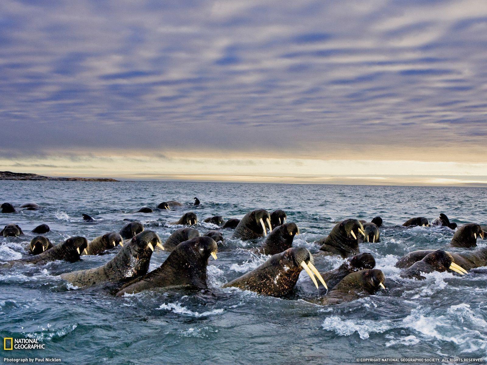 Walruses Photo, Animal Migration Wallpaper