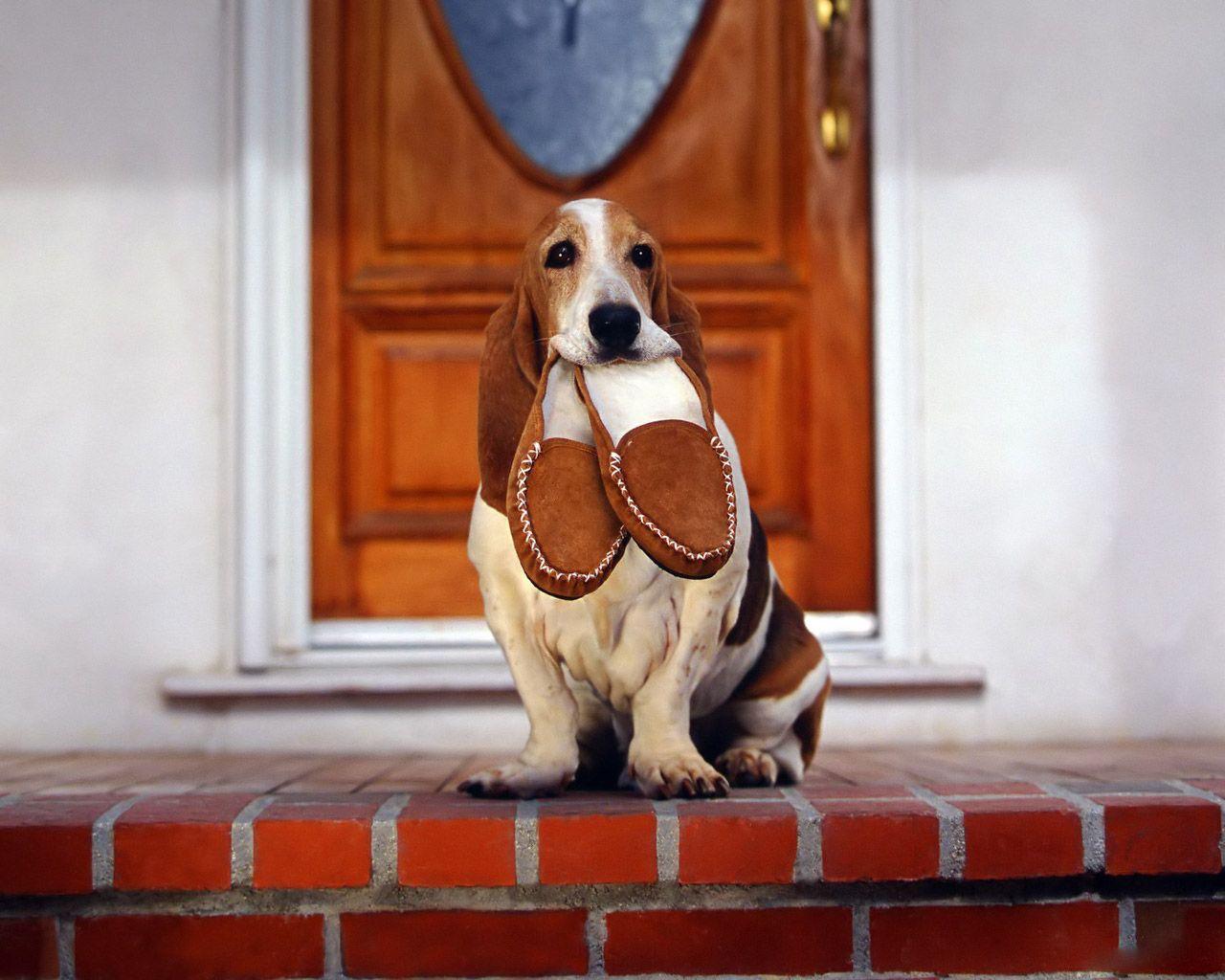 Desktop Wallpaper · Gallery · Animals · Basset Hound training