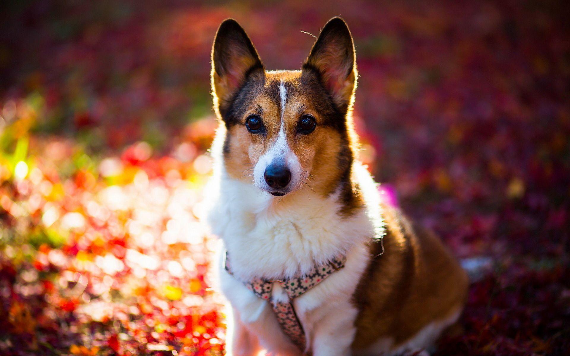 Corgi Computer Wallpaper, Desktop Background 1920x1280 Id: 335664