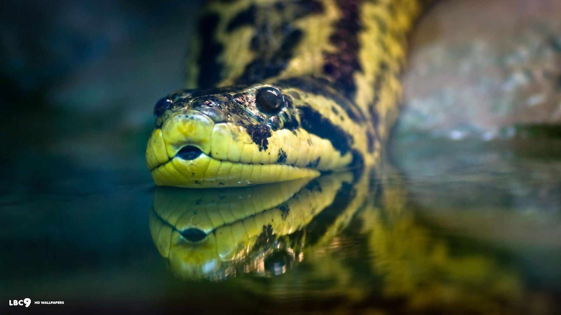 Anaconda Wallpaper 2 7. Reptiles And Amphibians HD Background