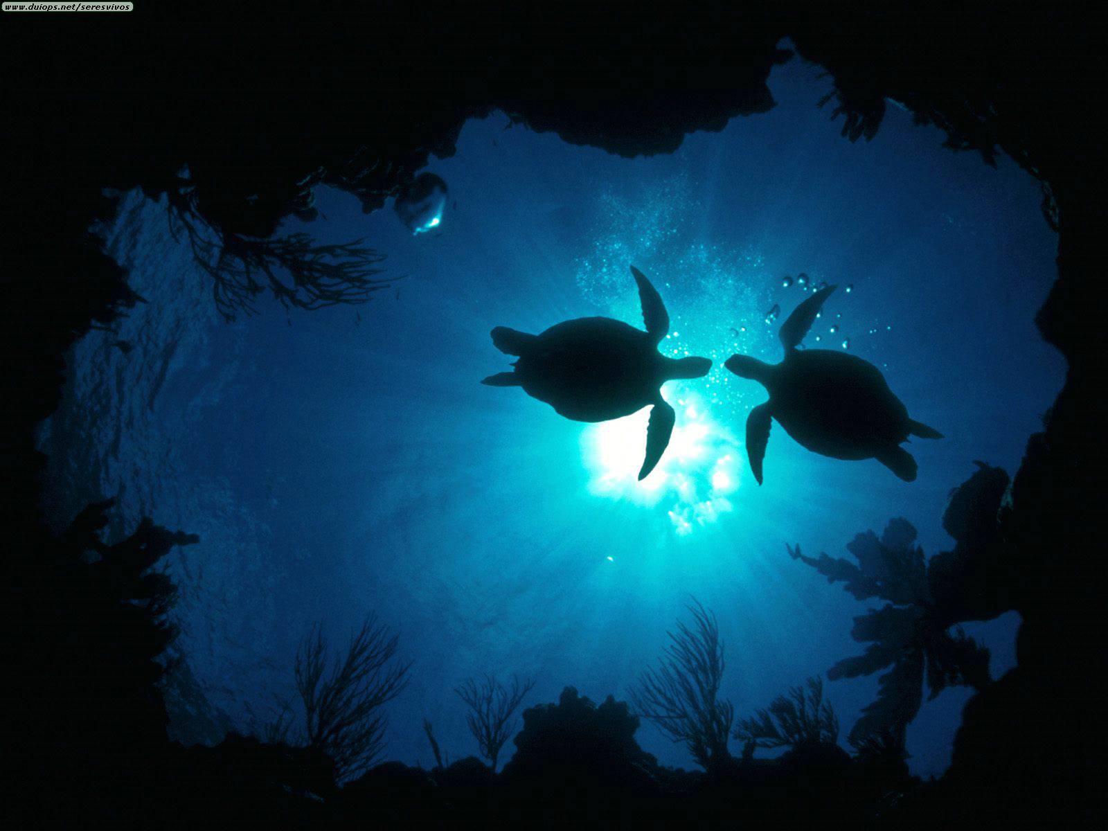 Sea Turtles Water Bright Wallpaper and Picture. Imageize: 128