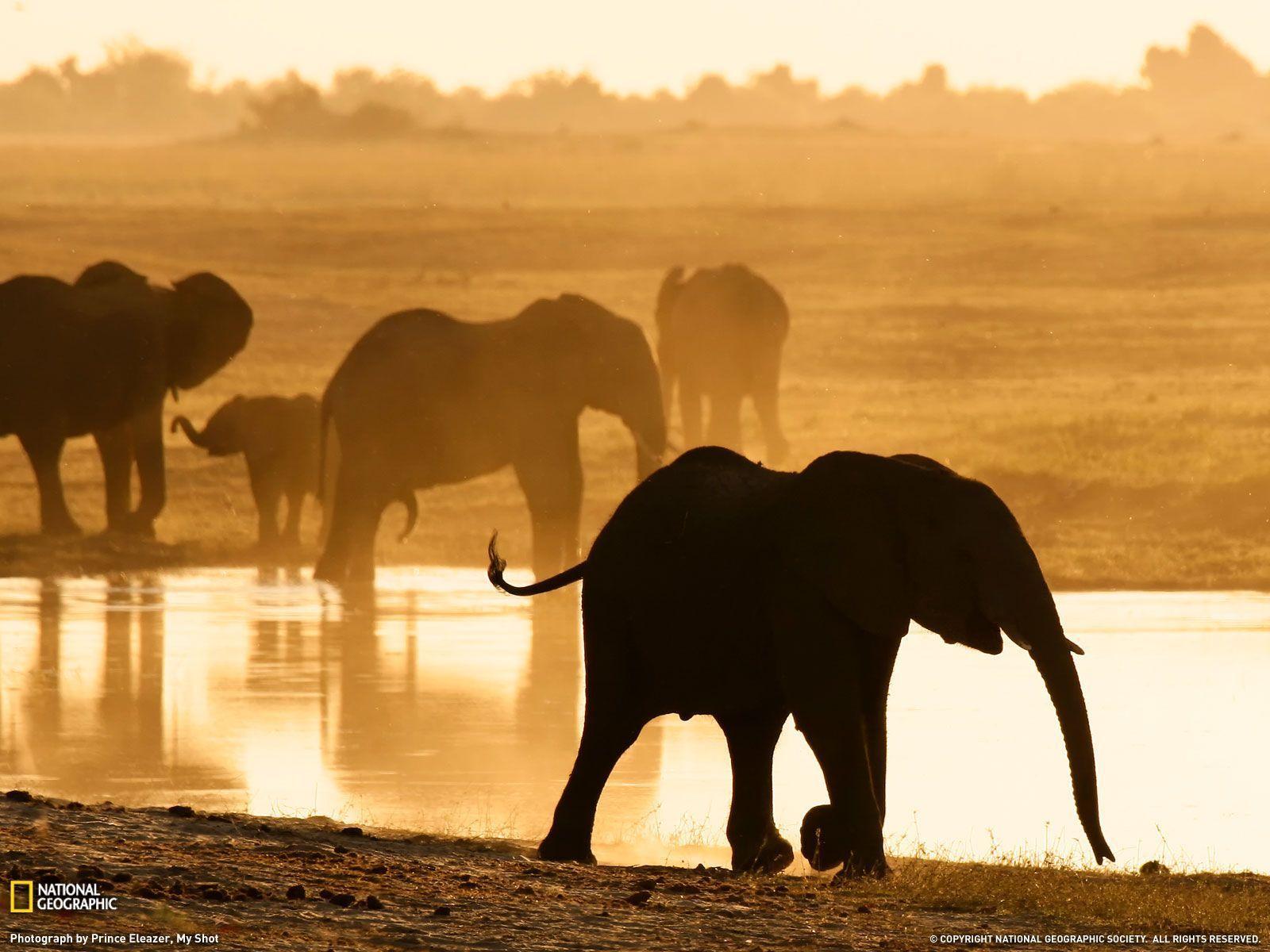 Elephants Photo, Chobe Reserve Wallpaper Geographic