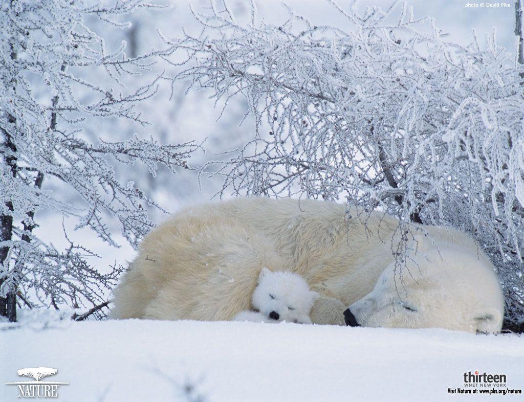 Polar bear wallpaper desktop. Funny Animal
