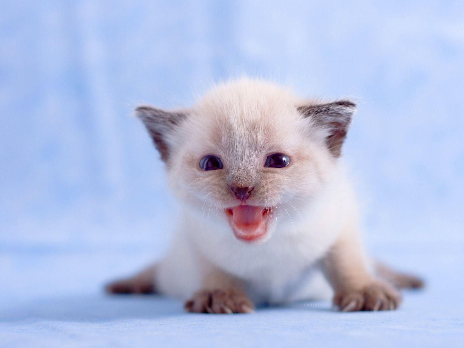 White Kitten Wallpaper