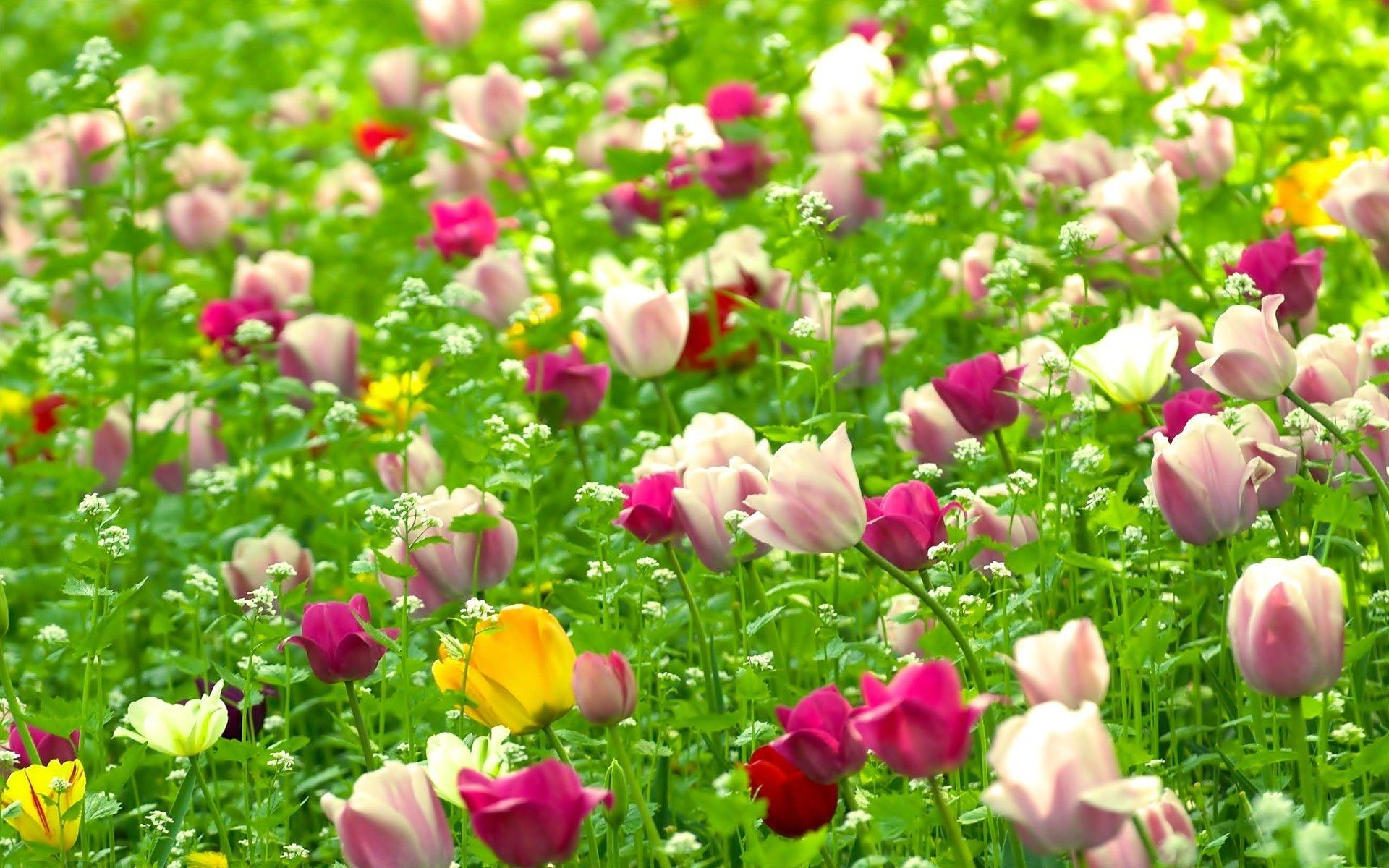 Natural Flower Fields Wallpaper And Screensav 12688 Full HD