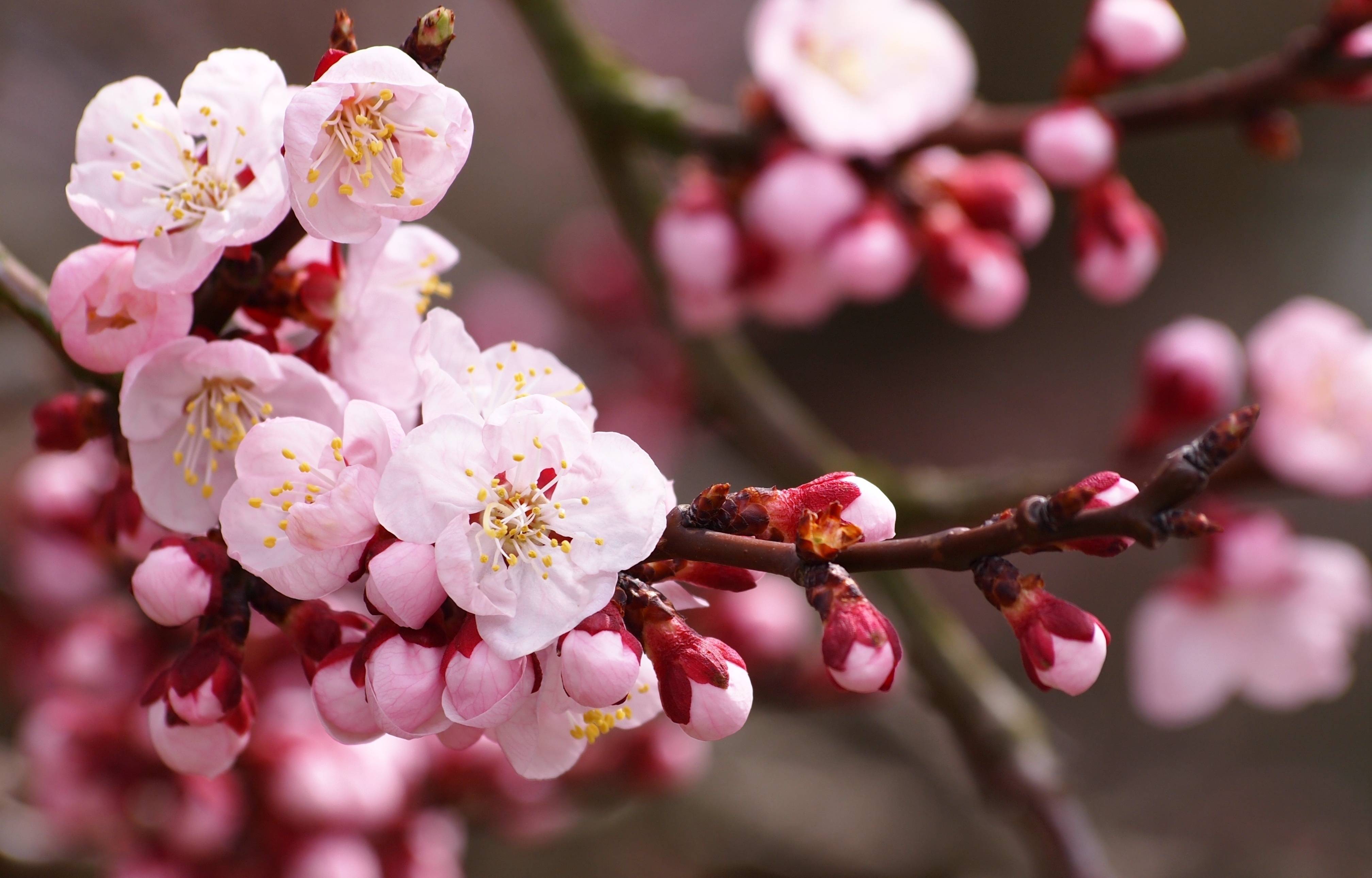 Sakura Flower Wallpapers - Wallpaper Cave