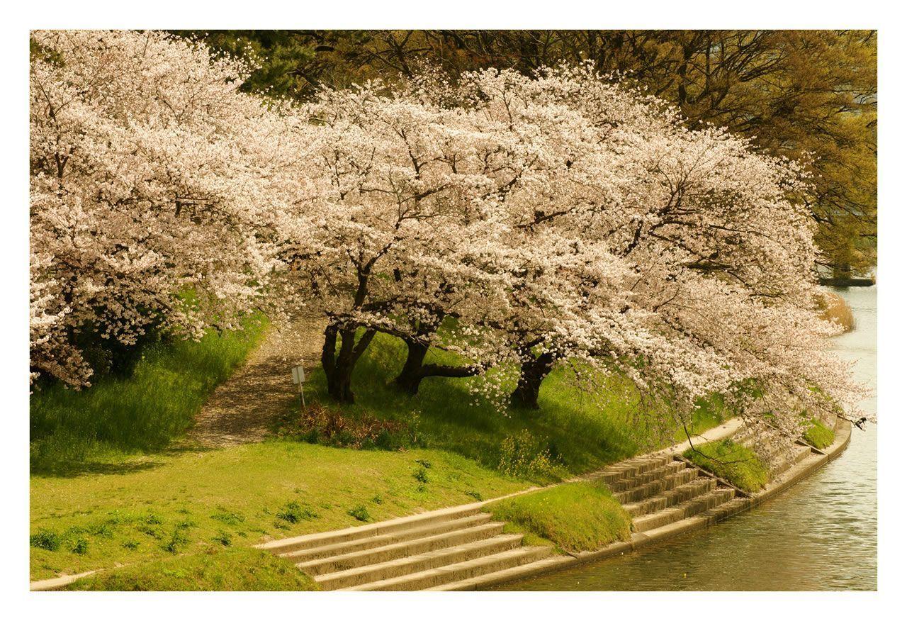 Free Spring Wallpaper. HD Wallpaper Pulse