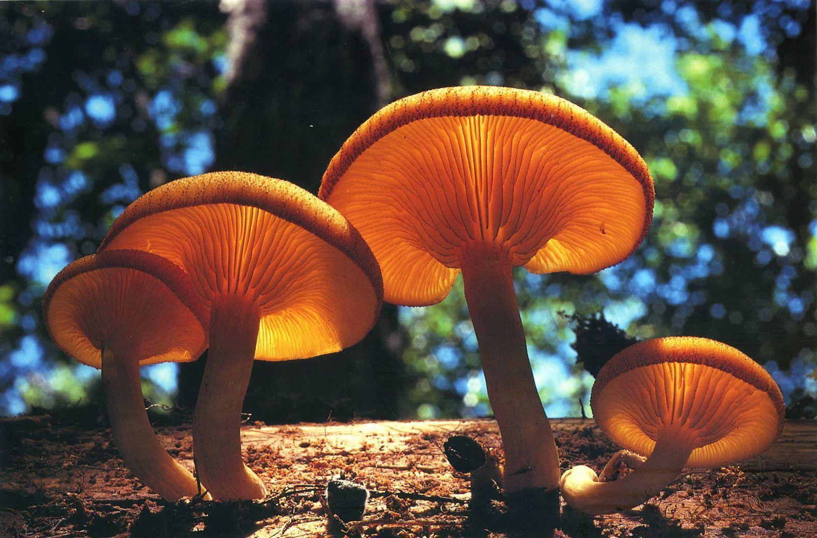 HD Mushroom Wallpaper. HD Nature Wallpaper